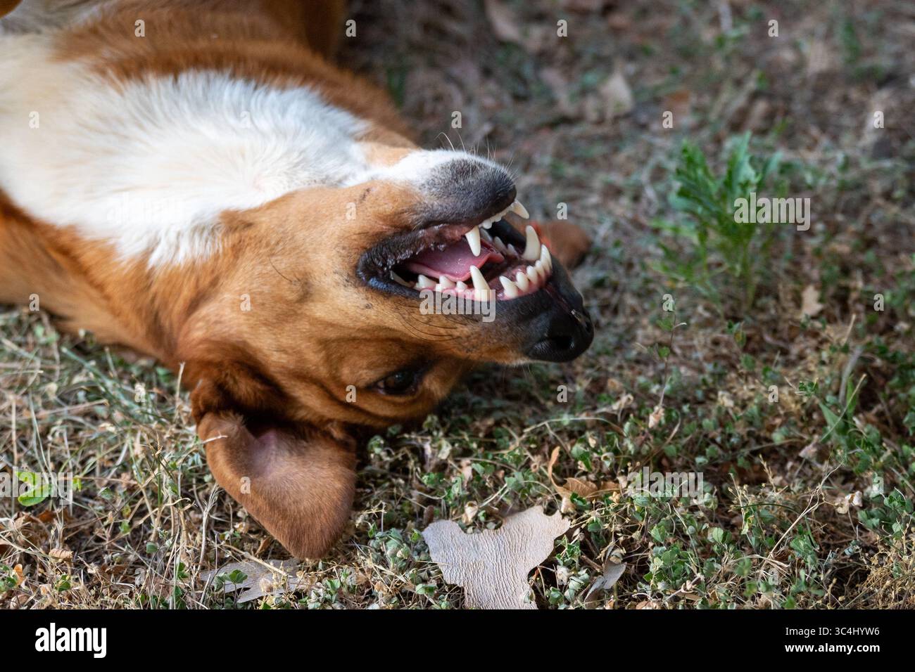 Pippo cane randagio steso in erba con un toothy Grin Foto Stock