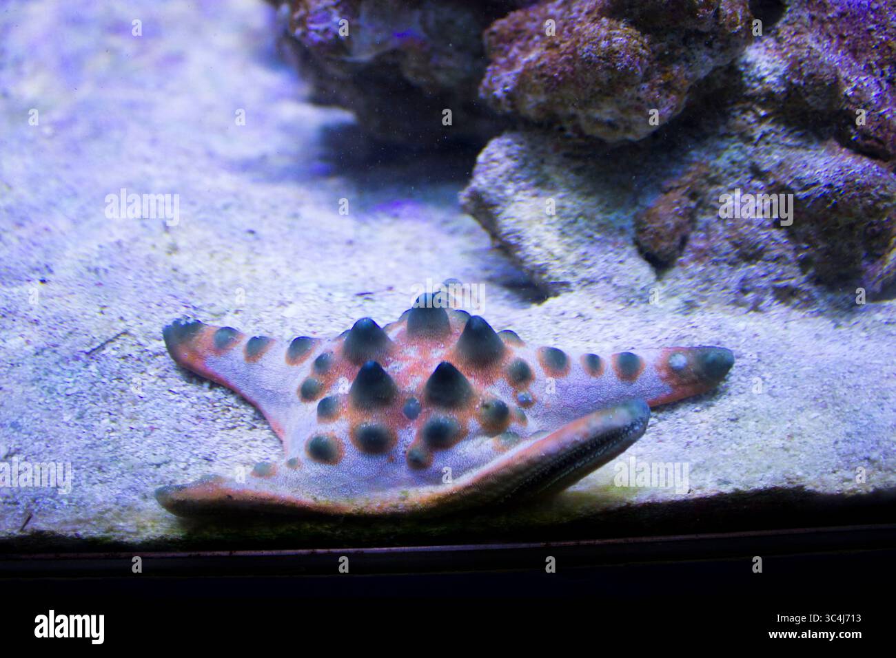 Chip di cioccolato dolce Sea Star Foto Stock