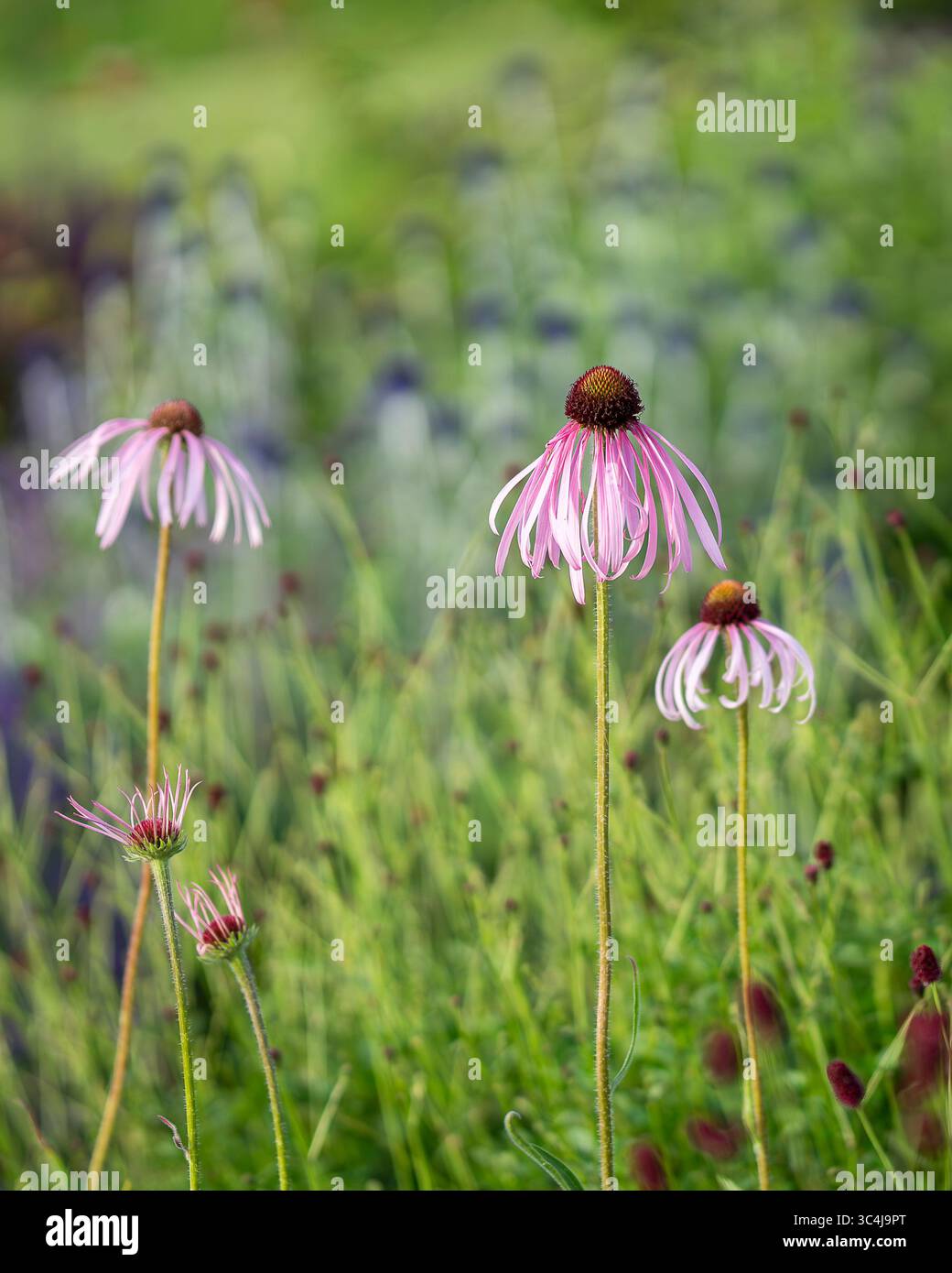 Primo piano dei fiori di Echinacea pallida in un giardino in estate. Coneflower di colore rosa pallido in un giardino. Foto Stock