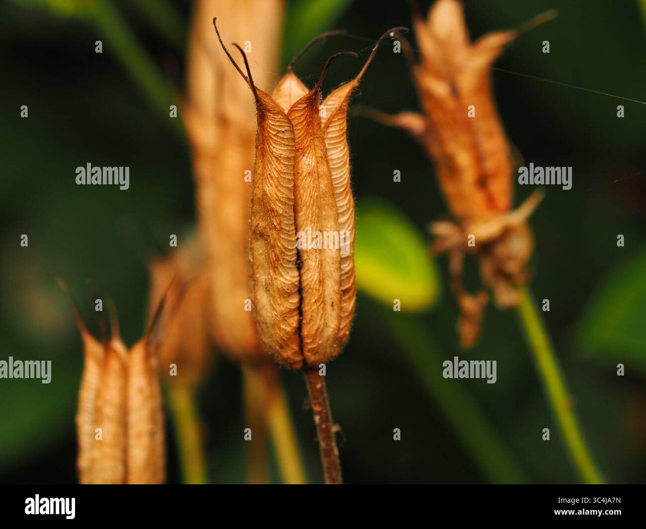 Primo piano di cialde di aquilegia sullo sfondo della natura Foto Stock