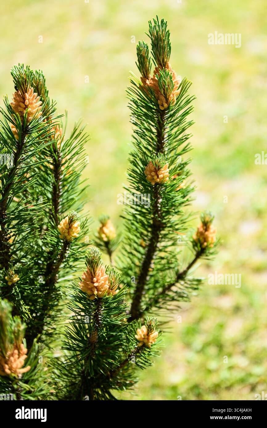 Ramo di pino mugo con coni su sfondo sfocato Foto Stock