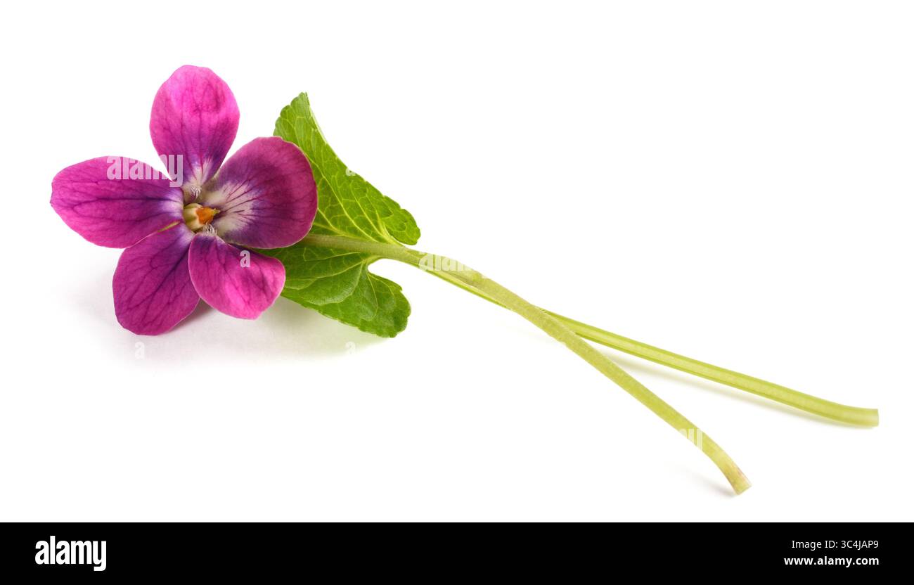 Dolce fiore viola isolato su bianco Foto Stock