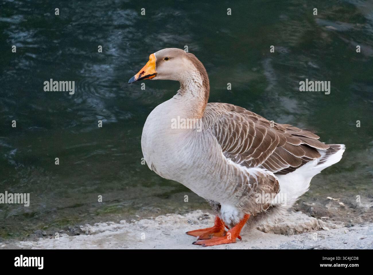 Un ritratto ravvicinato di un'oca con un brillante becco e piedi arancioni, in piedi serenamente sulla riva del lago Foto Stock