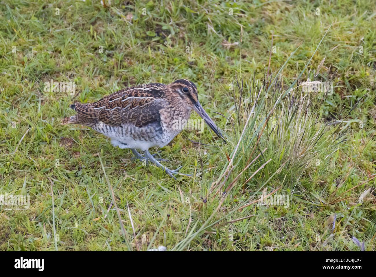 Ricerca comune di Snipe per cibo nelle Shetlands scozzesi Foto Stock