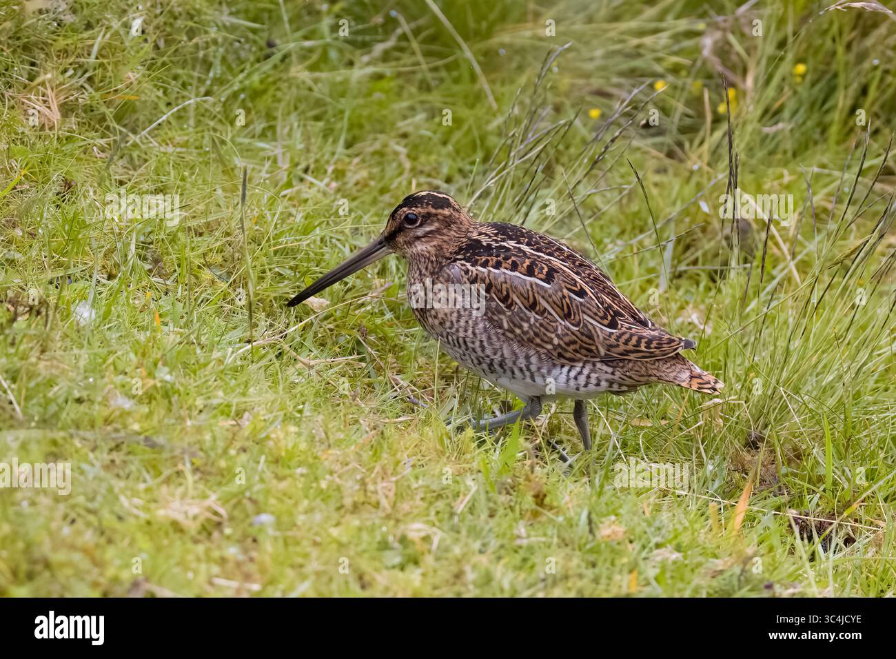 Ricerca comune di Snipe per cibo nelle Shetlands scozzesi Foto Stock