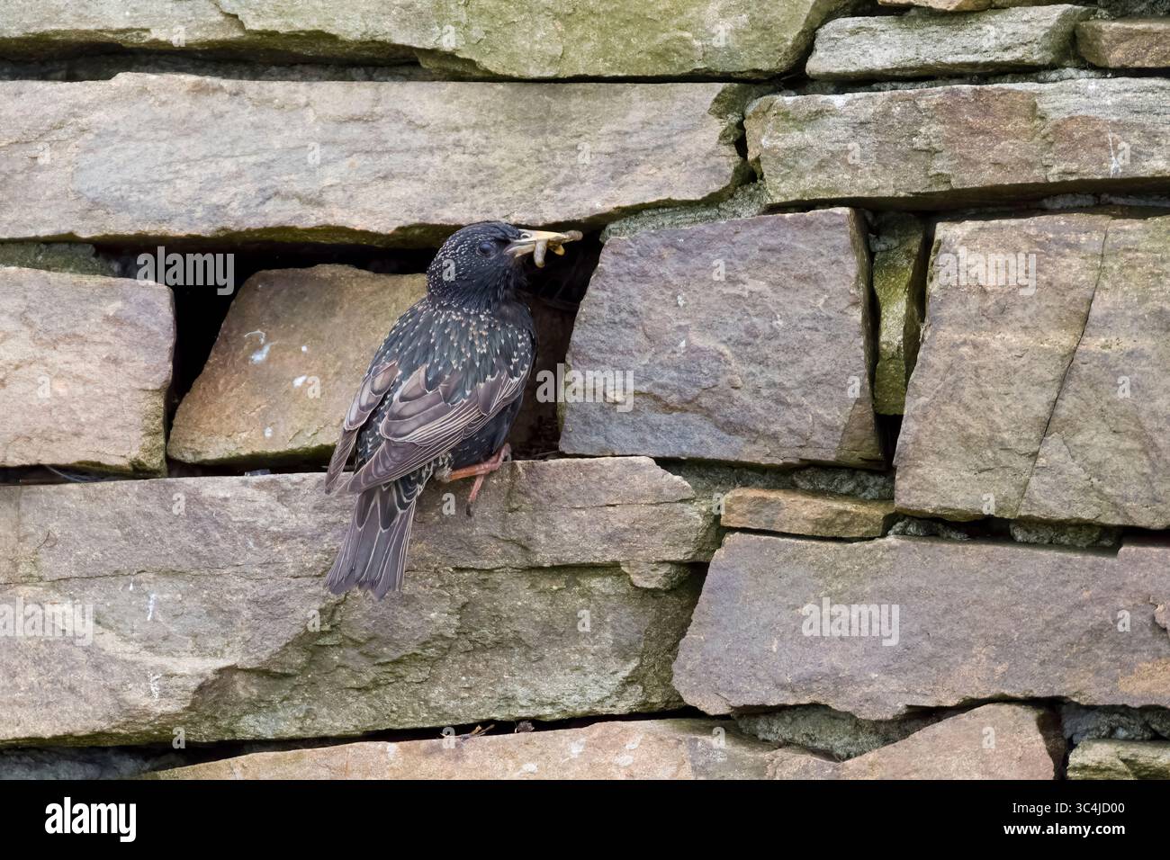Starling di cibo vicino a un buco di nido in un muro sulle Shetland in Scozia Foto Stock