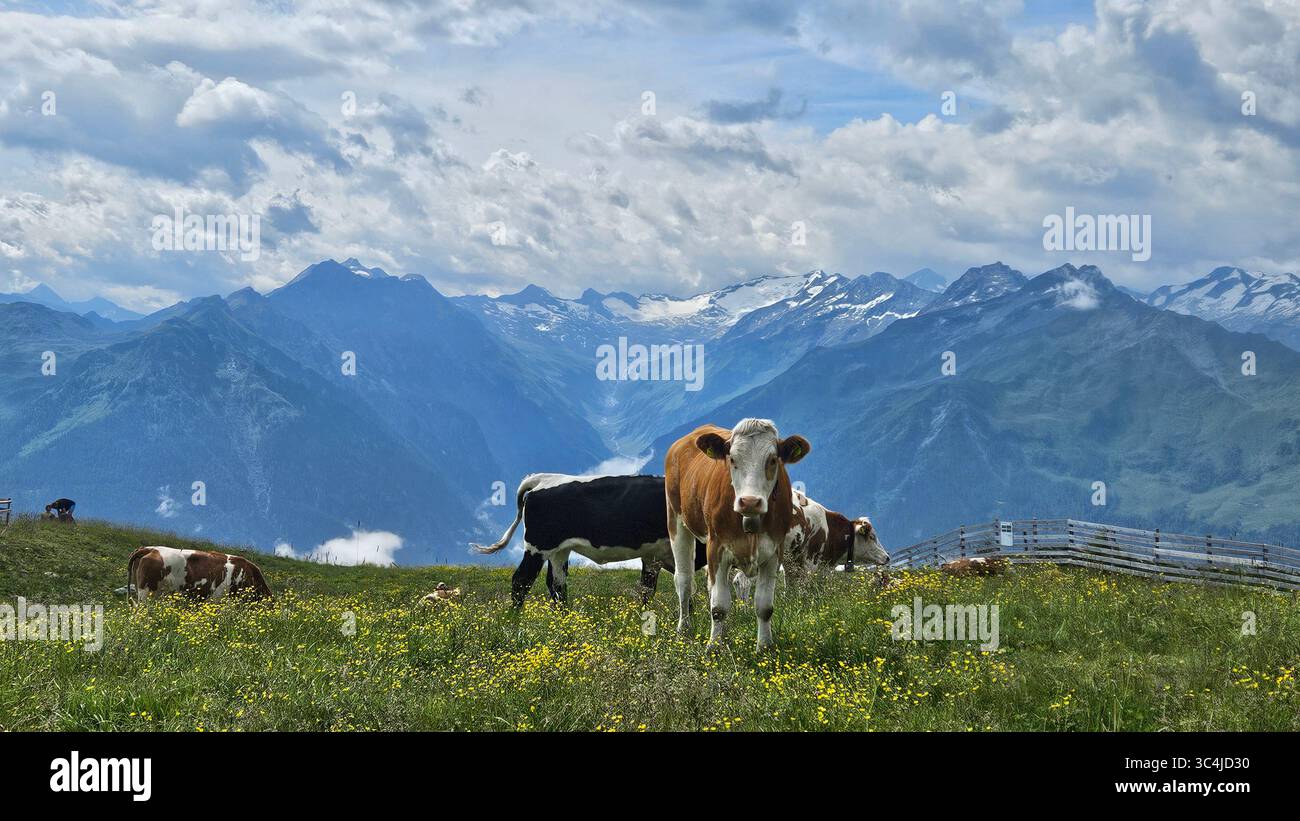 Una mandria di mucche bianche e marroni pascolano pacificamente in un lussureggiante prato alpino punteggiato da vibranti fiori selvatici gialli. - Immagine stock catturata con smartphone
