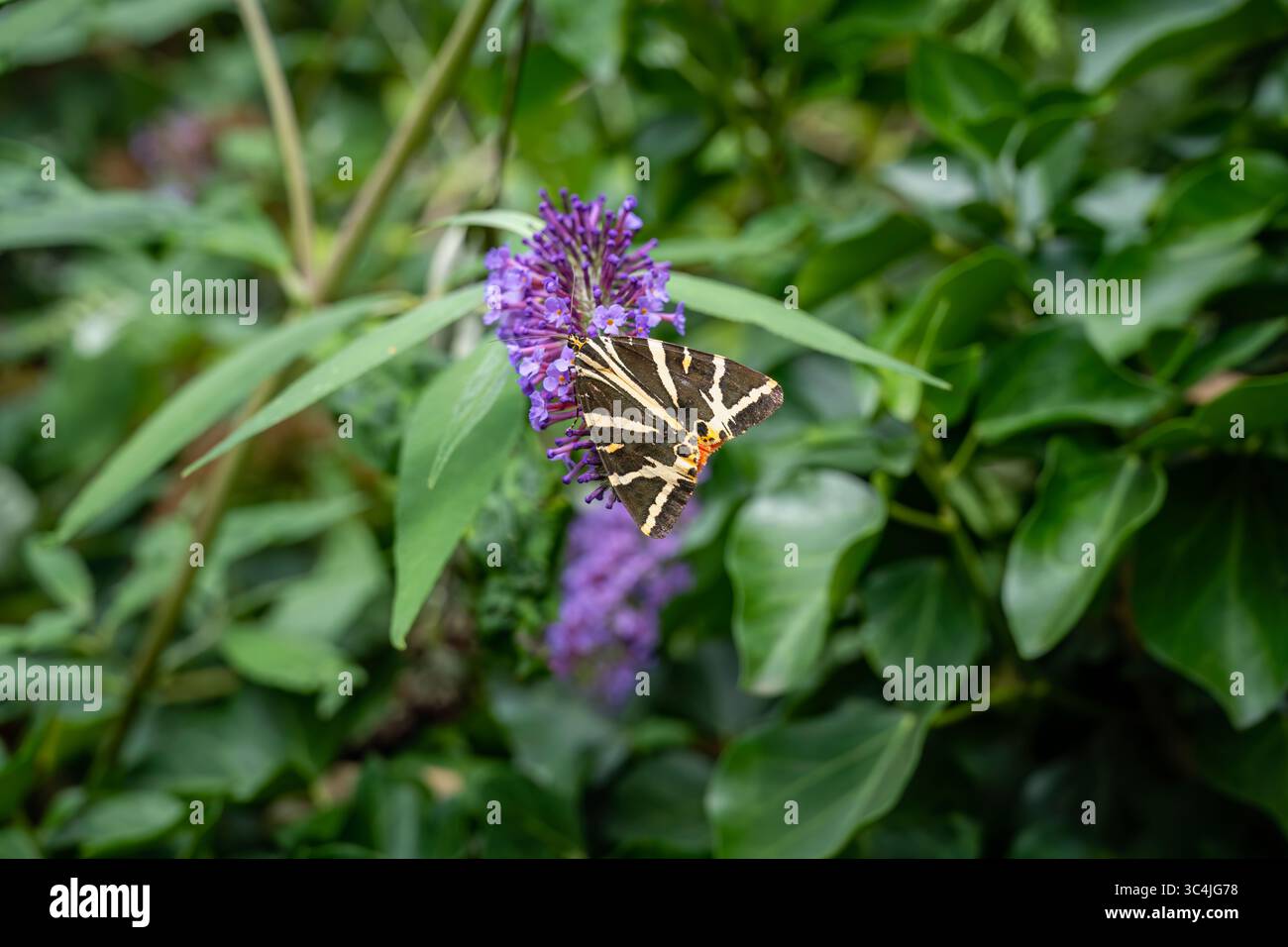 La falena della tigre del Jersey (Euplagia quadripunctaria) si nutre di un fiore di buddleja viola in estate in un giardino nel Surrey, Regno Unito Foto Stock
