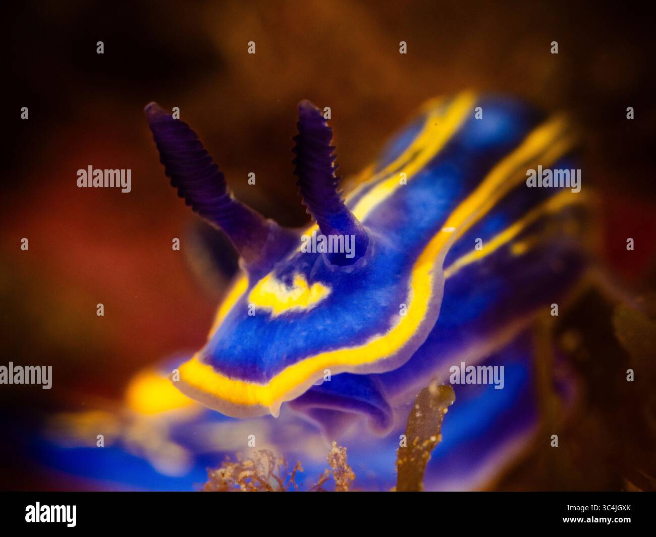 Sott'acqua ha girato una splendida stagionatura nel Mar Mediterraneo (Felimare fontandraui) Foto Stock