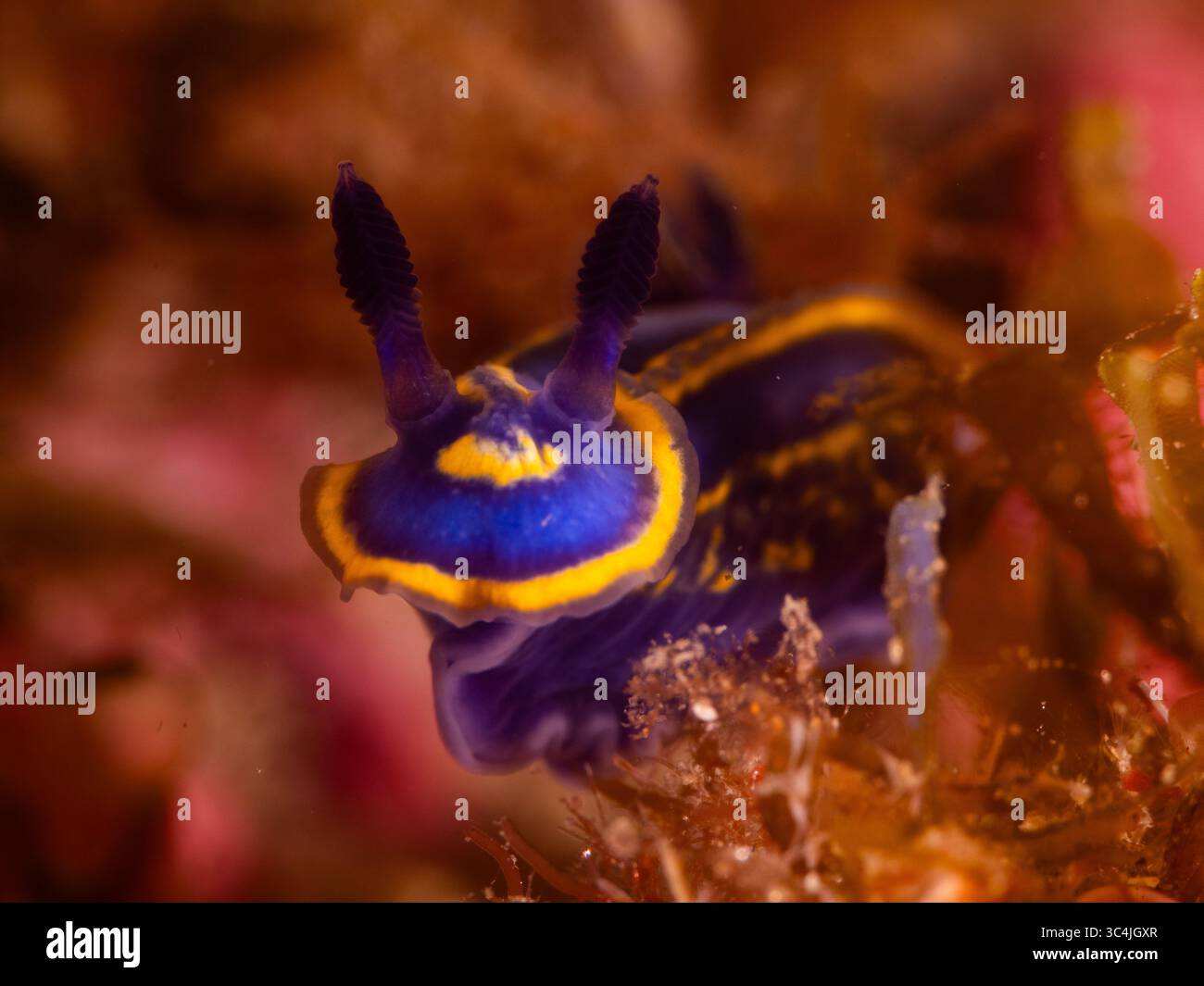 Sott'acqua ha girato una splendida stagionatura nel Mar Mediterraneo (Felimare fontandraui) Foto Stock