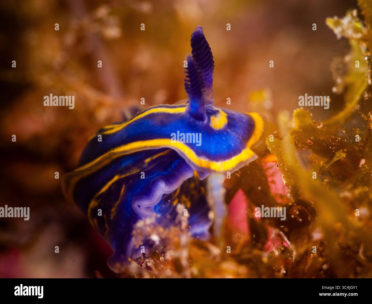 Sott'acqua ha girato una splendida stagionatura nel Mar Mediterraneo (Felimare fontandraui) Foto Stock