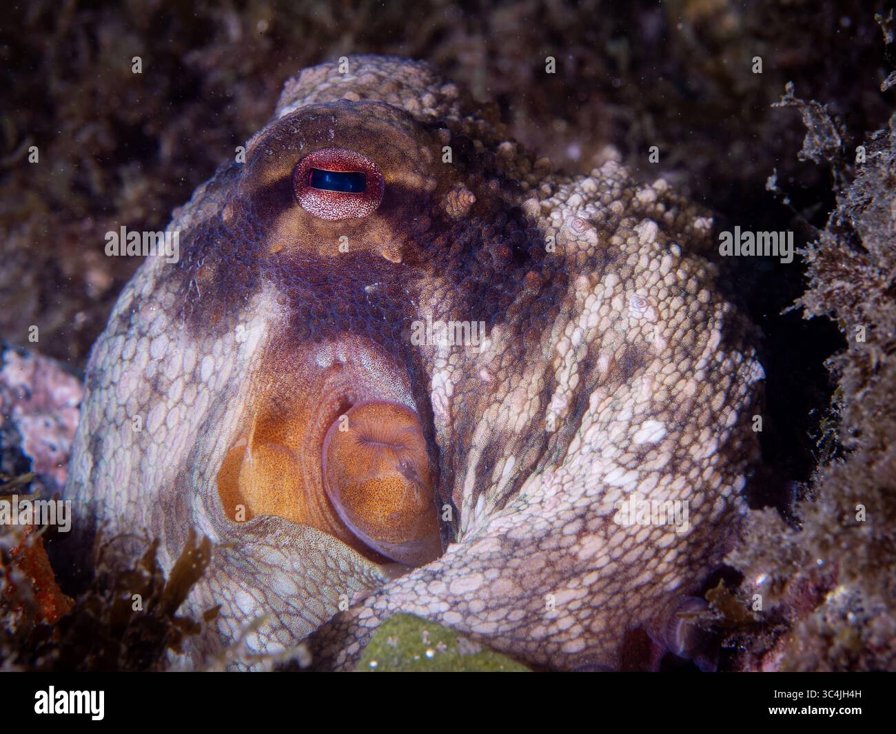 Colpo sott'acqua di un polpo Foto Stock