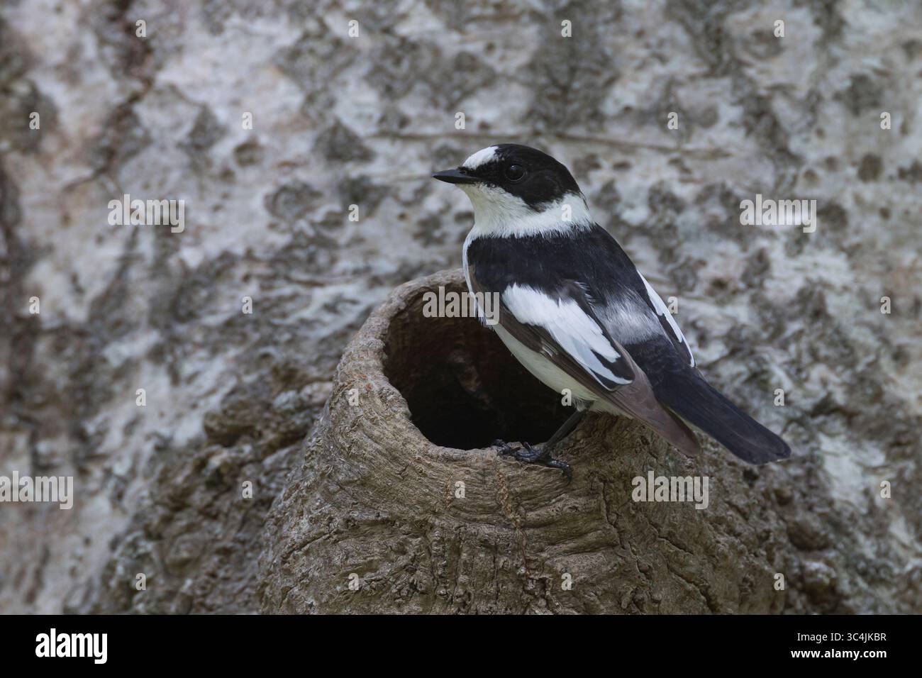 Halsbandschnäpper, Halsband-Schnäpper, Männchen an natürlicher Bruthöhle, Baumhöhle, Nest, Nisthöhle, Höhle Astloch, Ficedula albicollis, fl. con colletto Foto Stock
