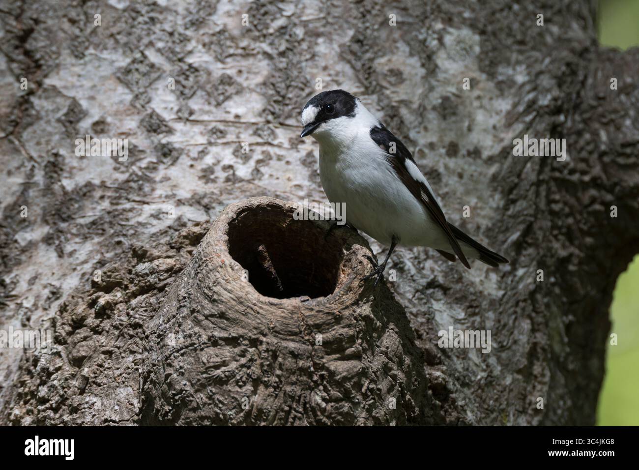 Halsbandschnäpper, Halsband-Schnäpper, Männchen an natürlicher Bruthöhle, Baumhöhle, Nest, Nisthöhle, Höhle Astloch, Ficedula albicollis, fl. con colletto Foto Stock