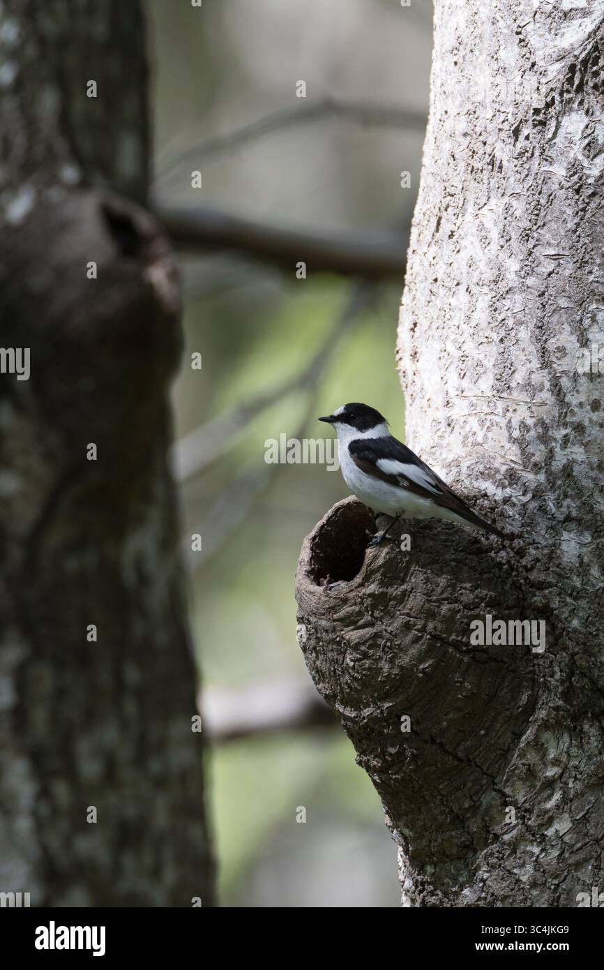 Halsbandschnäpper, Halsband-Schnäpper, Männchen an natürlicher Bruthöhle, Baumhöhle, Nest, Nisthöhle, Höhle Astloch, Ficedula albicollis, fl. con colletto Foto Stock