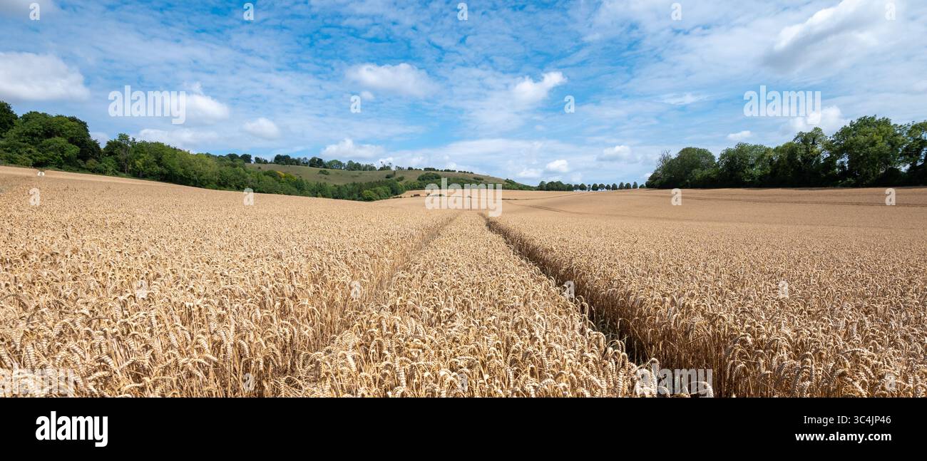 Immagine panoramica di un campo di grano pronto per la raccolta con linee che conducono alle colline in lontananza con cielo blu e soffici nuvole bianche. Foto Stock