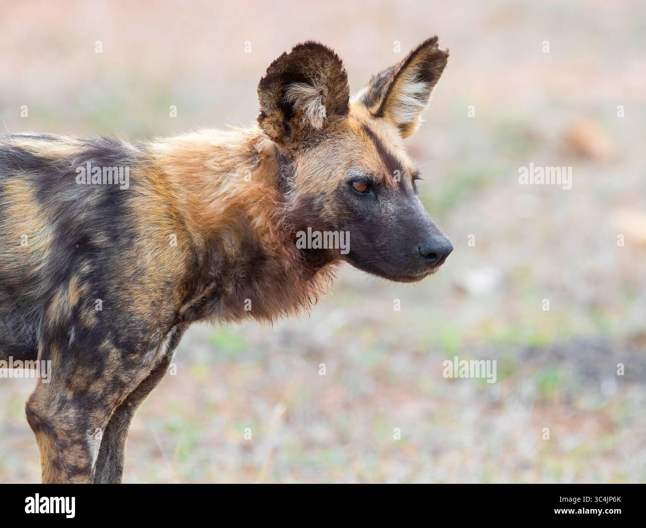 Wild dog africano, cane da caccia africano, cane da caccia del Capo, cane dipinto, lupo dipinto, cane da caccia dipinto, cane maculato, lupo ornato (Lycaon pictus), por Foto Stock