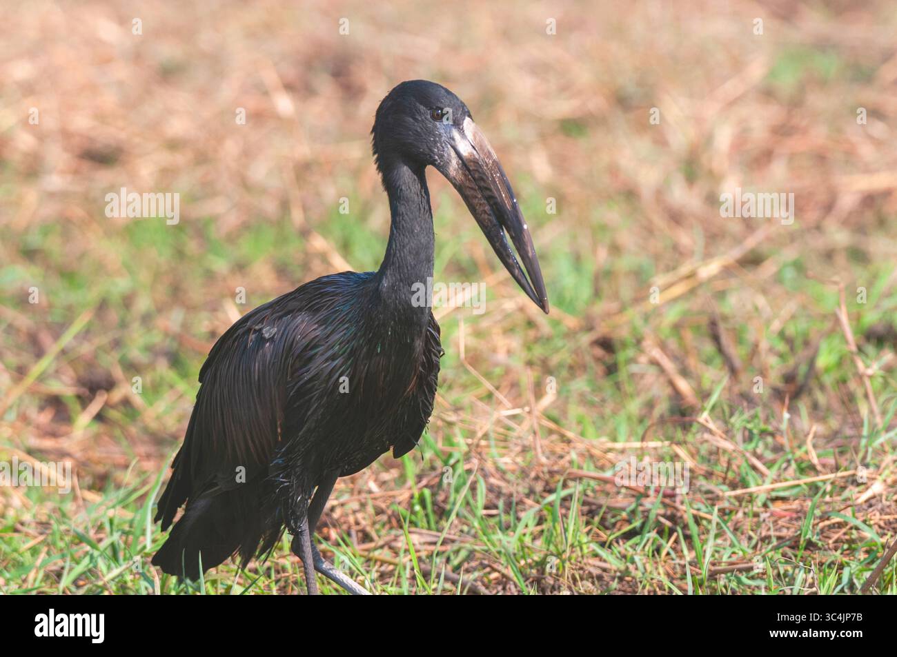 Cicogna africana a disegno aperto, openbill africana, openbill africana, openbill africana, openbilled Stork africana, Openbill Stork (Anastomus lamelligerus), walking, Botswan Foto Stock