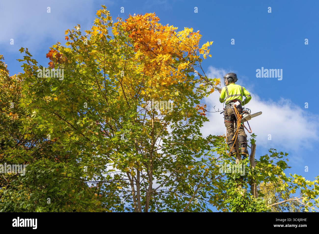 L'armatore professionista in attrezzatura di sicurezza sale su un acero con foglie gialle autunnali, preparandosi a potare o tagliare. Foto Stock