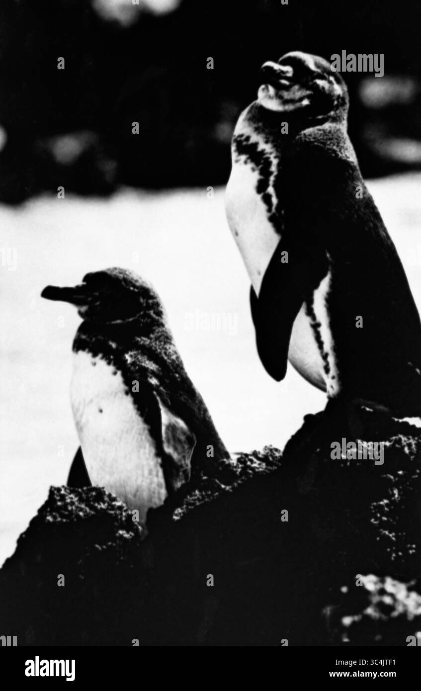 Pinguini bianchi e neri granulosi sulla costa vulcanica Foto Stock