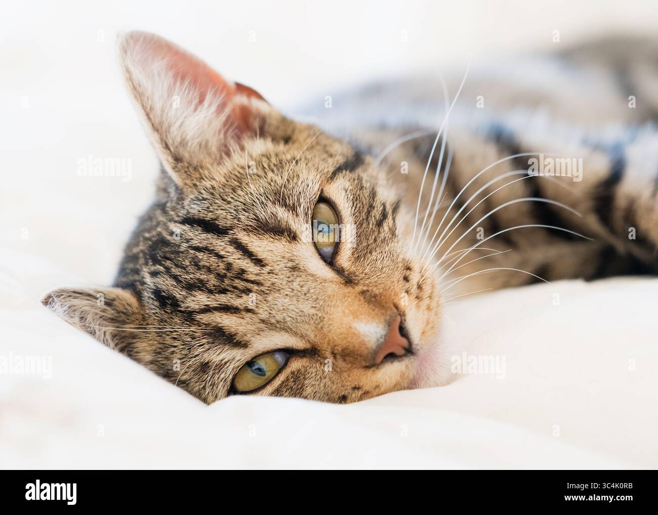 Gatto domestico marrone da tabby steso su un foglio bianco, sembra molto rilassato. Foto Stock