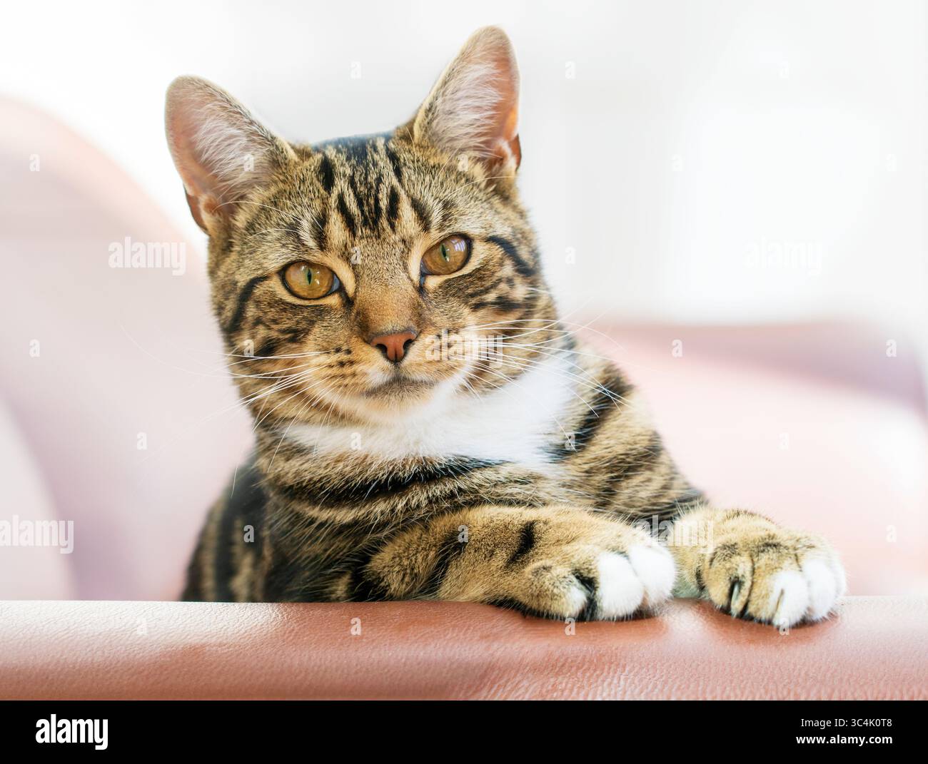 Felicità marrone gatto domestico con i capelli corti che guarda in guardia alla fotocamera. Foto Stock