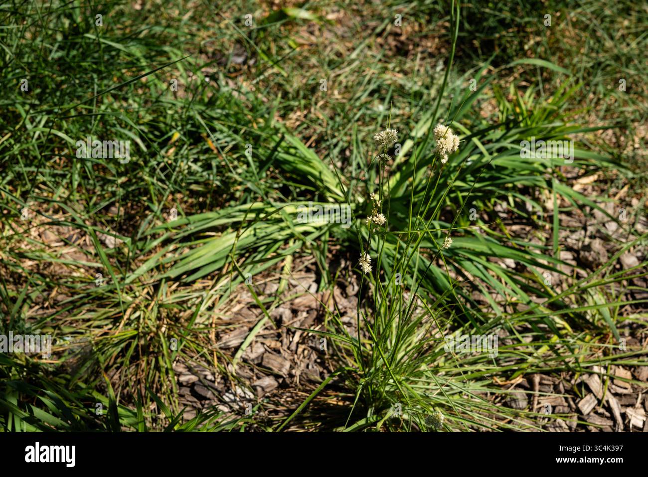 Primo piano ad angolo alto di una pianta erbosa in fiore tra vegetazione lussureggiante e trucioli di legno. Foto Stock