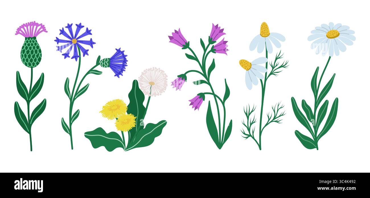 Illustrazione vettoriale piatta di un set disegnato a mano di delicati fiori selvatici isolati con foglie verdi tra cui il dente di leone, il fiore di campana, il fiordaliso, il camoscio Illustrazione Vettoriale