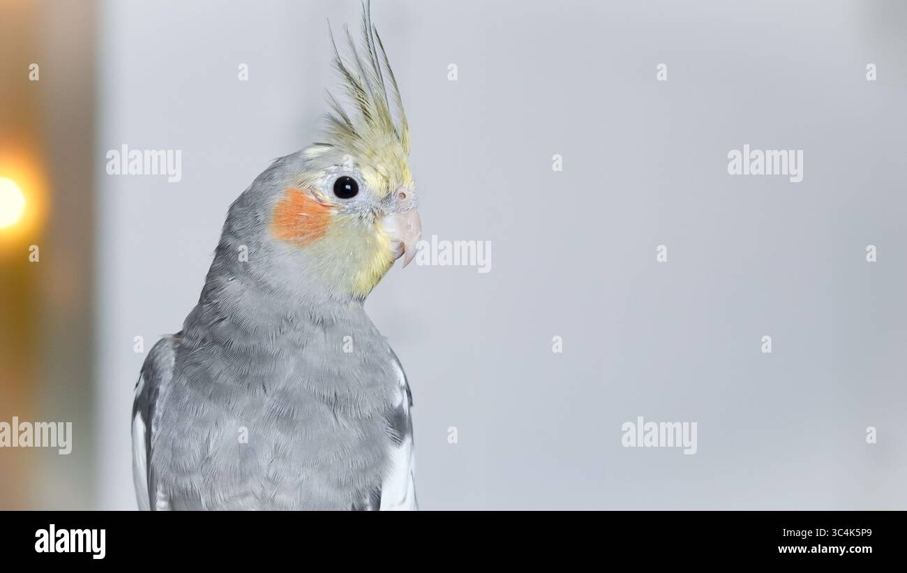 Pappagallo di coccodrillo domestico sul davanzale godendo di un ambiente tranquillo. Foto Stock