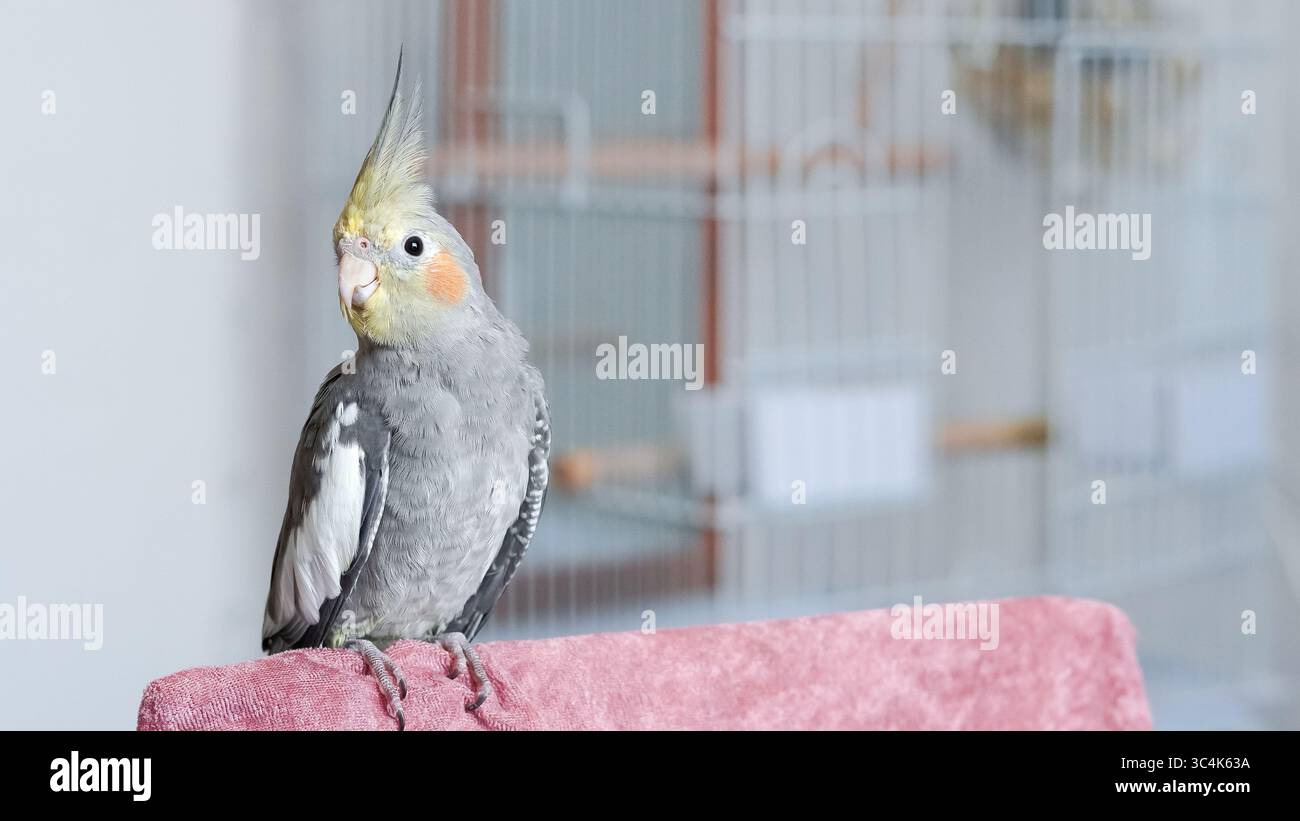 Pappagallo di coccodrillo domestico sul davanzale godendo di un ambiente tranquillo. Foto Stock