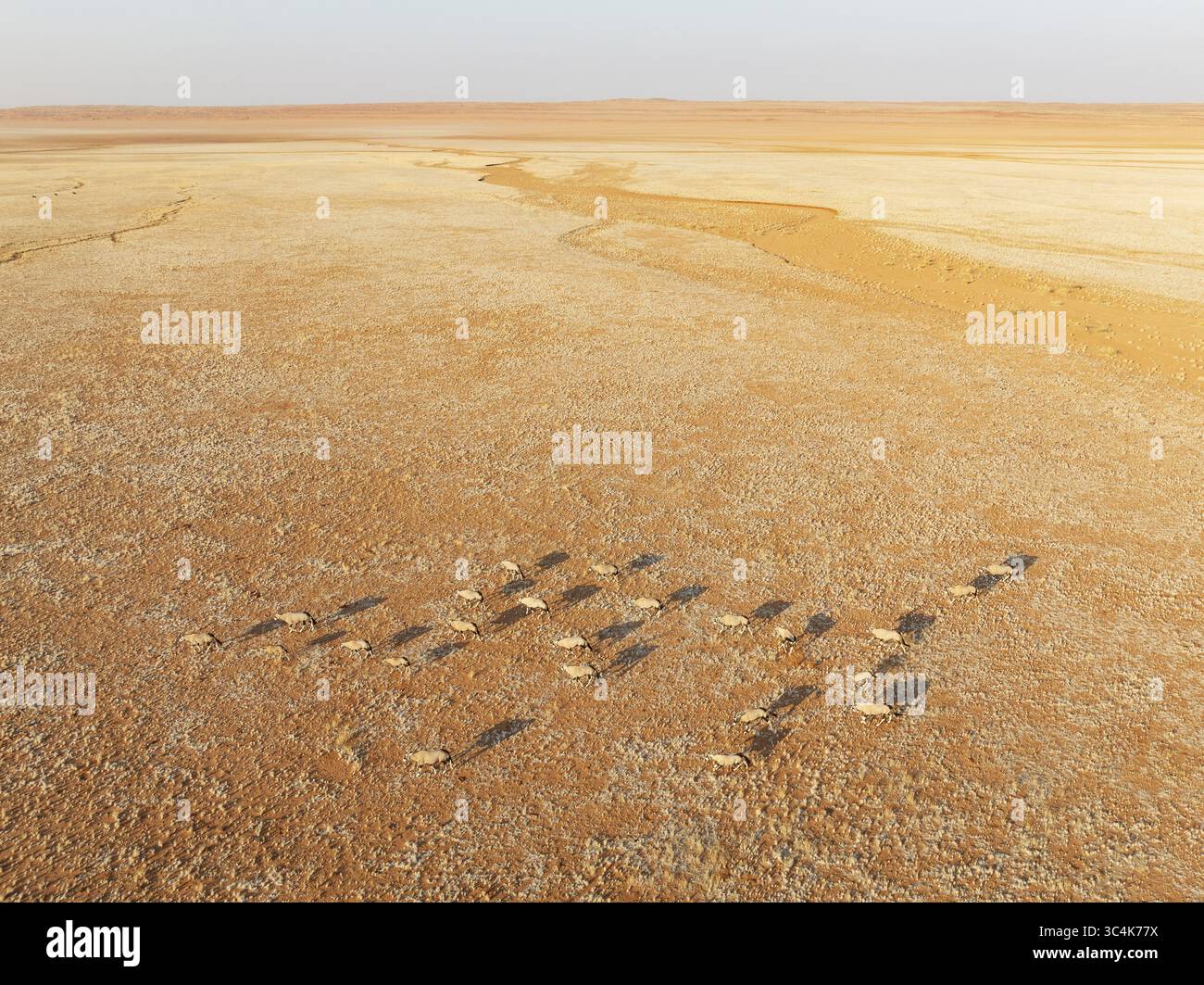 Vista aerea del deserto del Namib, cupo dal sole, dove una mandria di antilopi Oryx gettava lunghe ombre sul paesaggio ocra, nel deserto del Namib, in Namibia. Foto Stock