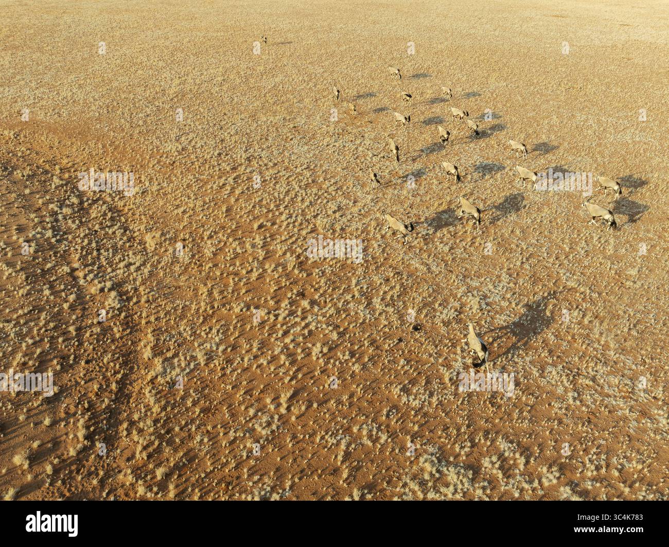 Vista aerea del deserto del Namib, cupo dal sole, dove una mandria di antilopi Oryx gettava lunghe ombre sul paesaggio ocra, nel deserto del Namib, in Namibia. Foto Stock