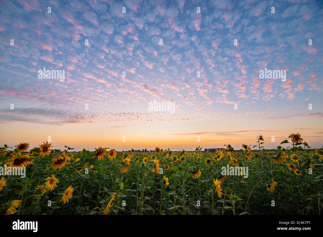 Girasoli dorati sotto il cielo vivace durante il sereno tramonto estivo Foto Stock