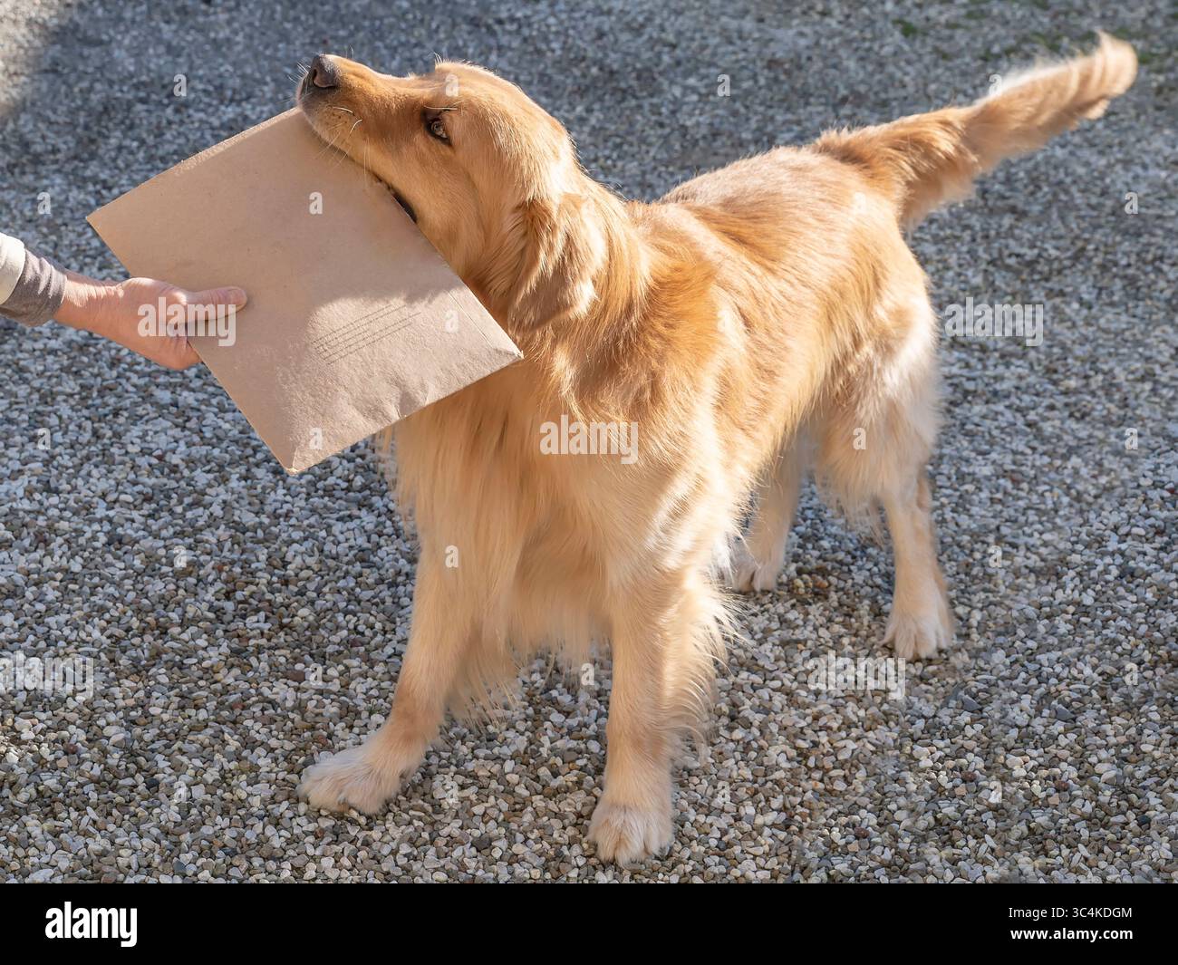 Un bellissimo cane Golden retriever consegna un pacco alla mano del proprietario Foto Stock