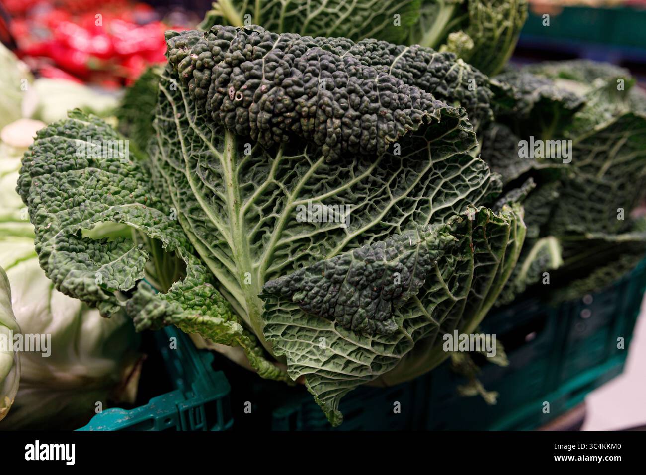 Cavolo fresco della Savoia esposto in un mercato: Una vivace vetrina di verdure verdi con intricati motivi a foglia e un aspetto fresco e denso di nutrienti Foto Stock Cavolo fresco della Savoia esposto in un mercato: Una vivace vetrina di verdure verdi con intricati motivi a foglia e un aspetto fresco e denso di nutrienti Foto Stock