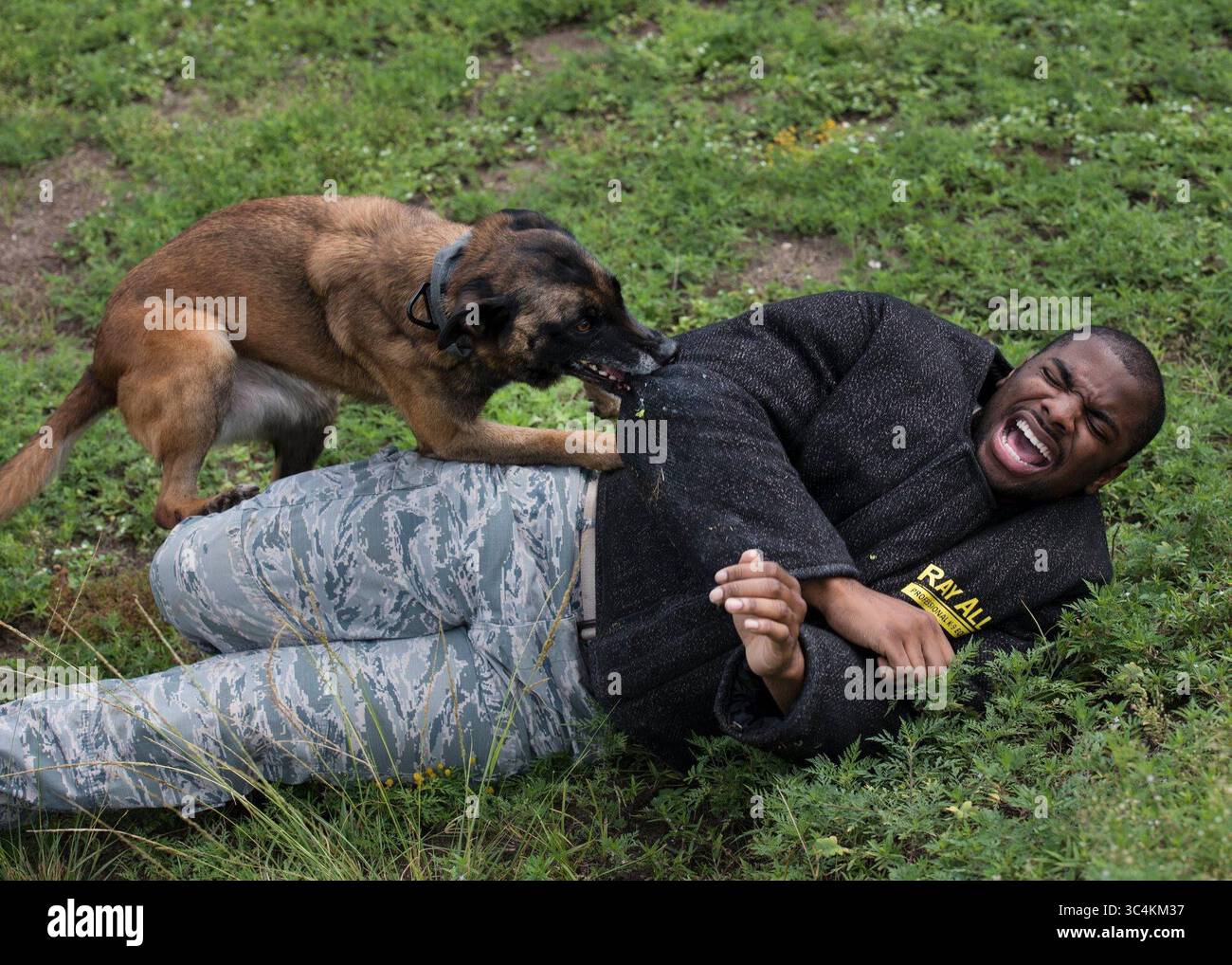 21 agosto 2018 - Eglin Air Force base, Florida, Stati Uniti - Senior Airman Ryan Harris, 96th Security Forces Squadron K9 Handler, prende parte ad una esercitazione di addestramento per caro, 96th SFS cane da lavoro militare, agosto. 21, 2018, alla base dell'aeronautica militare di Eglin, Flag. Gli MMD sono addestrati per rilevare esplosivi e droghe, eseguire tattiche di attacco, pattugliare basi e schierarsi all'estero con i loro gestori. (Immagine di credito: © U.S. Air Force/ZUMA Wire/ZUMAPRESS.com) Foto Stock