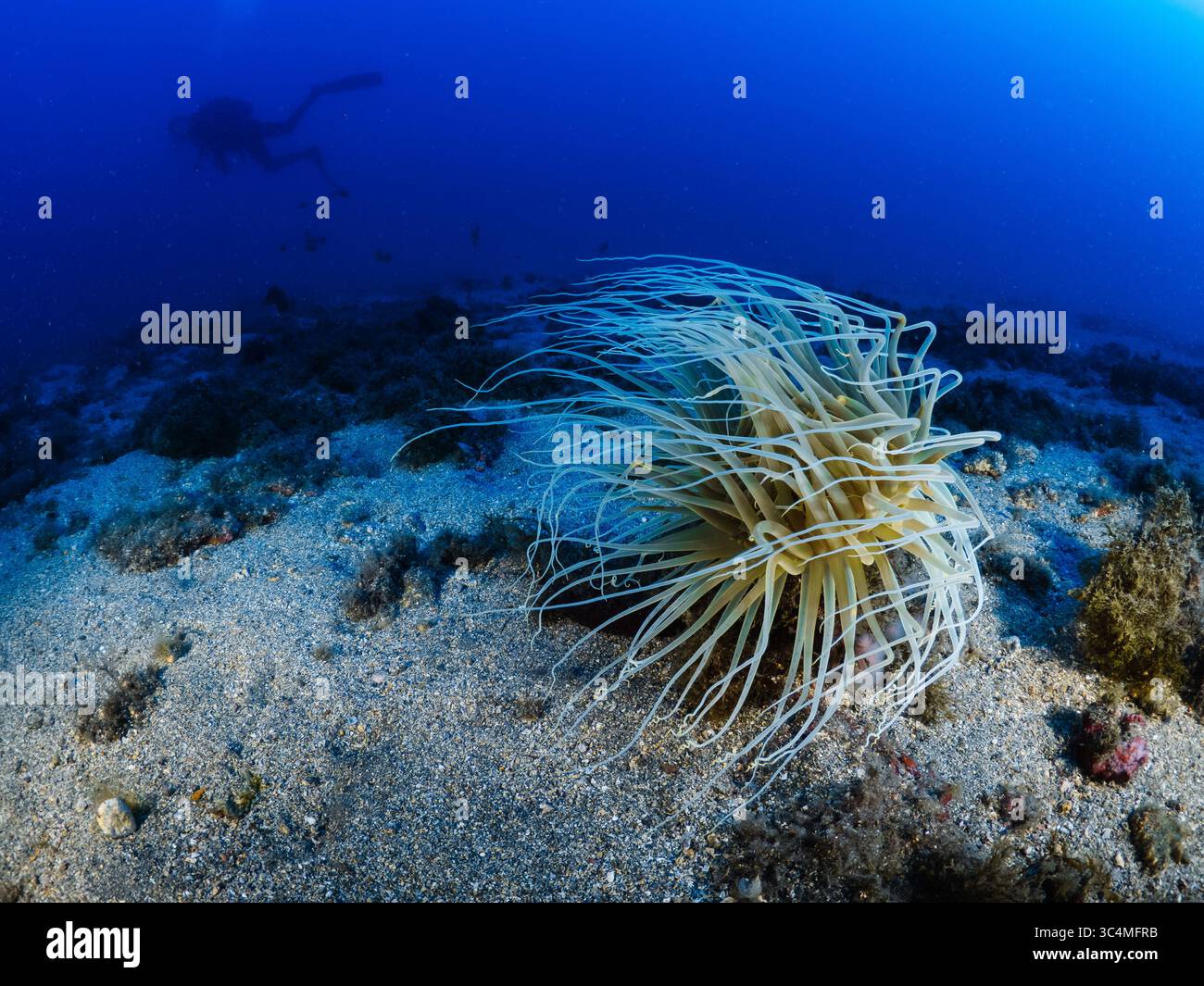 Sottili e traslucidi tentacoli di un anemone che abita a tubo ondeggiano ritmicamente nella dolce corrente dell'oceano, con la silhouette di un subacqueo Foto Stock