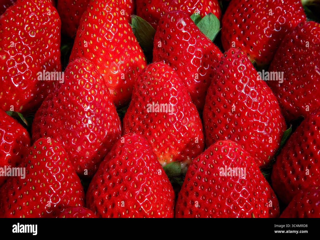 Primo piano di fragole mature fresche Foto Stock