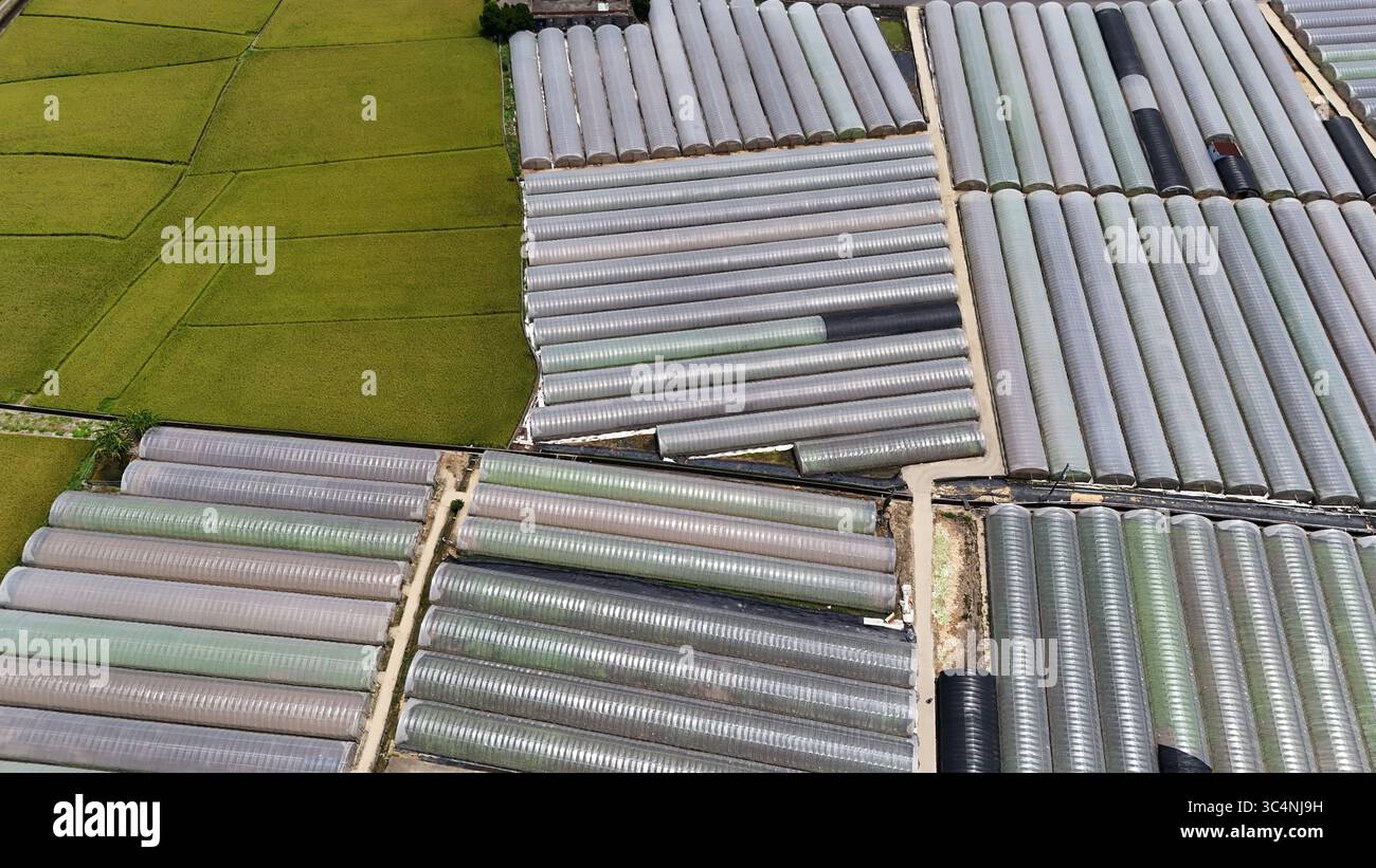 Drone shot di modelli di coltivazione in serra Foto Stock