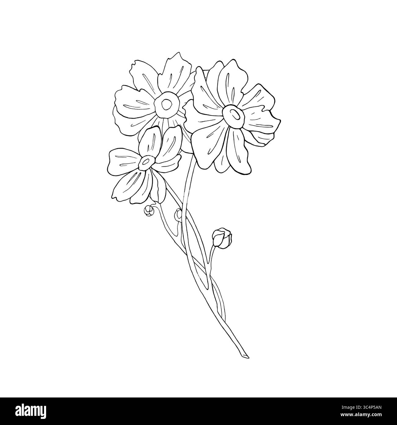 Anemone giapponese in stile grafico. Illustrazione vettoriale a inchiostro disegnata a mano, grafica a linee su sfondo bianco per cartolina nella giornata internazionale della donna, matrimonio Illustrazione Vettoriale