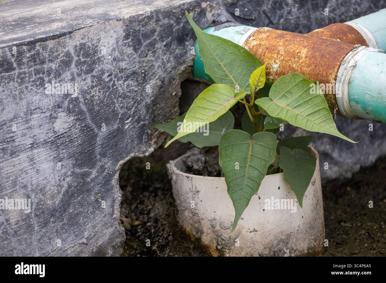 Primo piano di un vivace e giovane albero di fico banyan su un tetto in cemento. Presenta Ficus benghalensis, noto anche come Indian Banyan, Ficus indica o Ficus au Foto Stock
