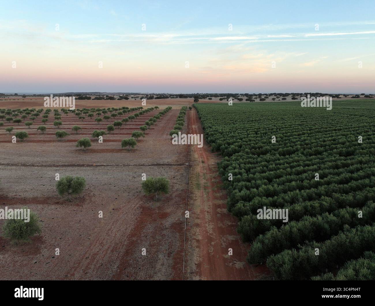 Vista aerea degli oliveti che si estendono attraverso il paesaggio, un arazzo terroso sotto il cielo pastello dell'alba, Reguengos de Monsaraz, distretto di Évora, Portogallo. Foto Stock