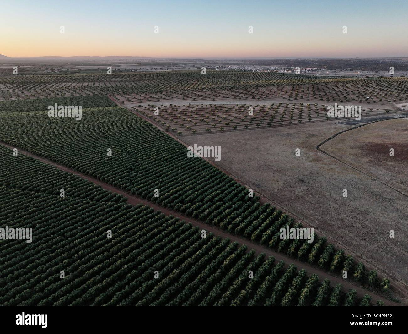 Vista aerea degli oliveti che si estendono attraverso il paesaggio sotto un soffice bagliore del tramonto, le file ordinate che creano un arazzo testurizzato, Reguengos de Monsaraz, quartiere di Évora, Portogallo. Foto Stock