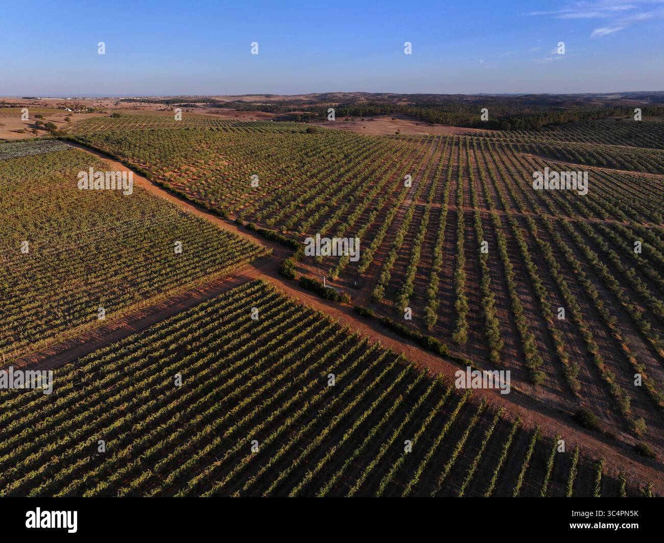 Vista aerea di filari simmetrici di vigneti che si estendono all'orizzonte, un arazzo di verde e marrone sotto la calda luce del sole, Reguengos de Monsaraz, quartiere di Évora, Portogallo. Foto Stock