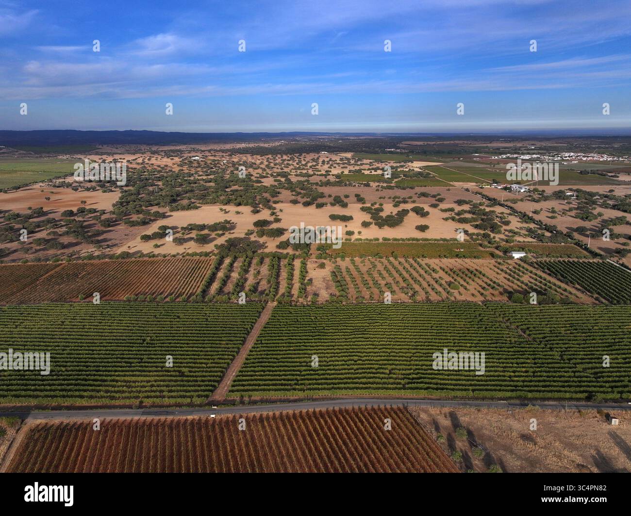 Vista aerea della terra baciata dal sole che incontra le file ordinate di vigneti, un arazzo di agricoltura sotto il vasto cielo, Reguengos de Monsaraz, distretto di Évora, Portogallo. Foto Stock