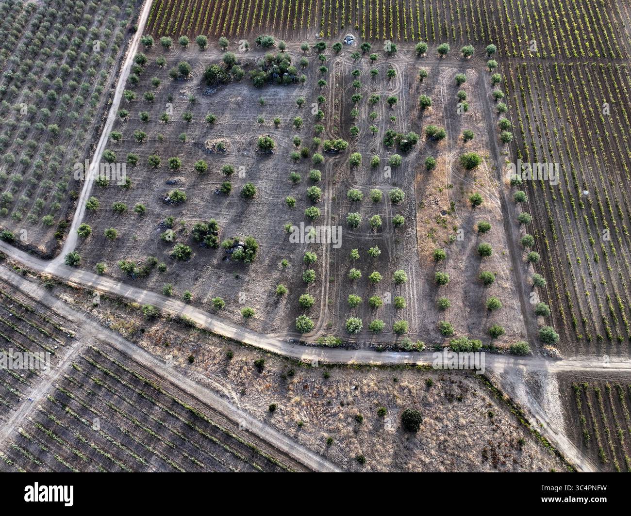 La vista aerea delle superfici contrastanti di filari di vigneti e alberi sparsi creano un arazzo geometrico dall'alto, Reguengos de Monsaraz, distretto di Évora, Portogallo. Foto Stock