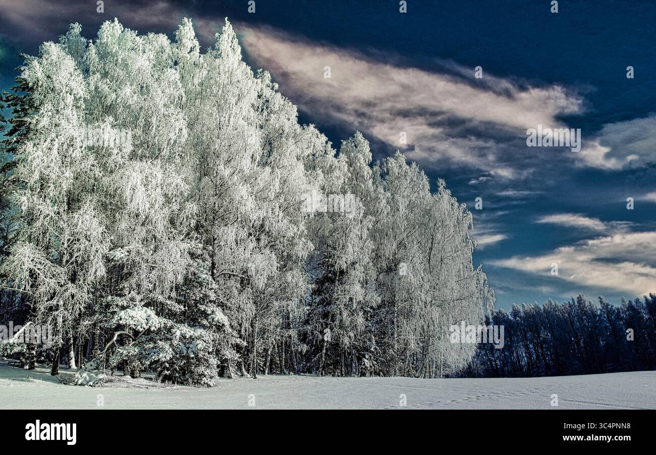 Hoarfrost Foto Stock