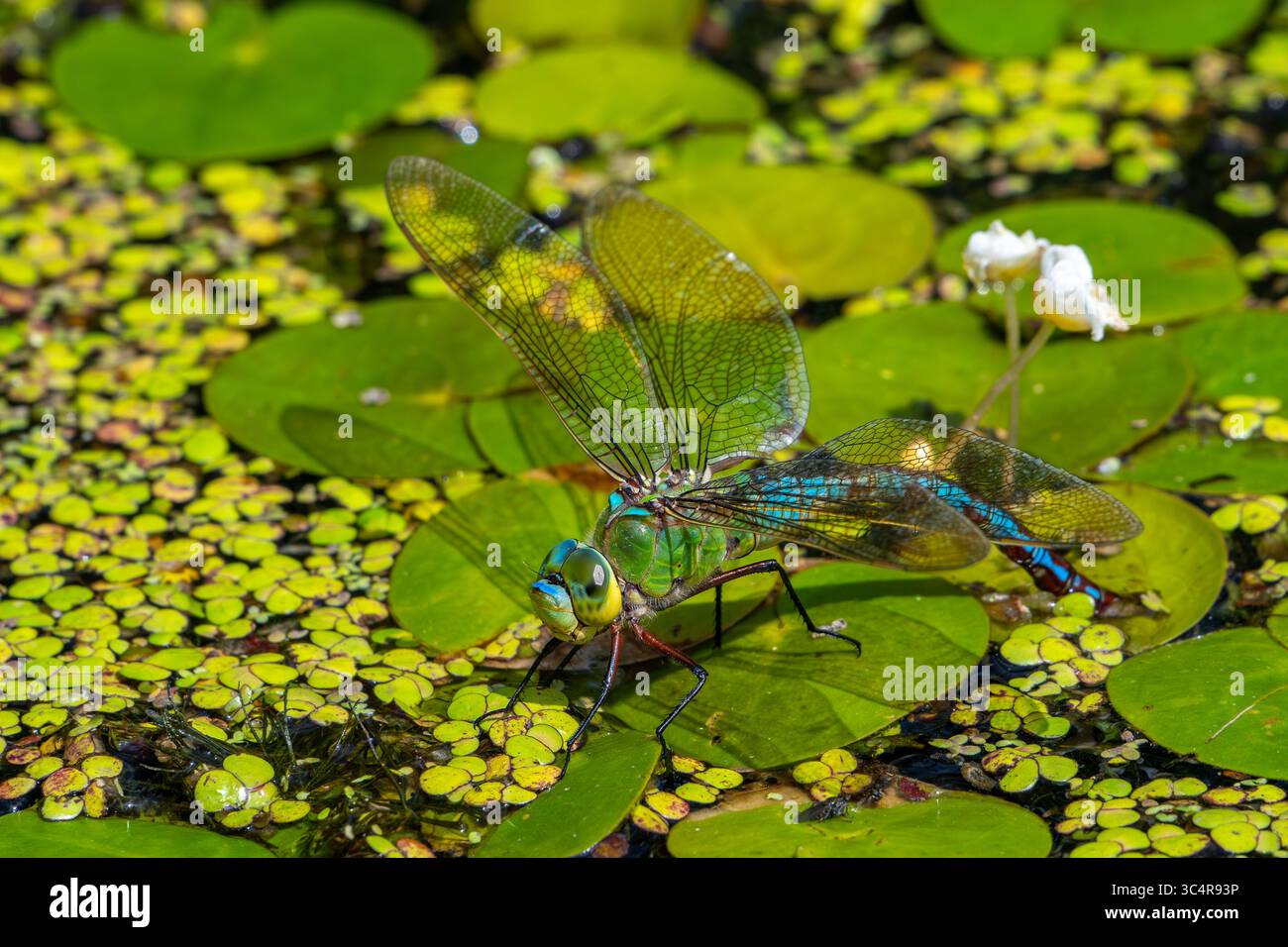 Dragonfly Imperatore / Imperatore blu (Anax imperator / Anax formosa) femmina con addome blu che dedica uova in acqua del ruscello in estate Foto Stock
