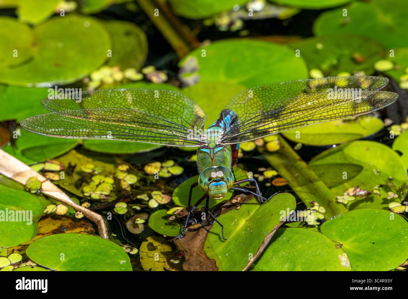 Dragonfly Imperatore / Imperatore blu (Anax imperator / Anax formosa) femmina con addome blu che dedica uova in acqua del ruscello in estate Foto Stock