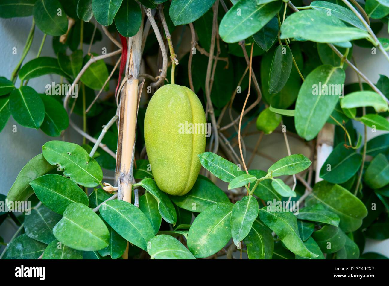 Primo piano di un grande baccello di semi verdi di Stephanotis floribunda (gelsomino del Madagascar). Baccello simile a frutta esotica su un vitigno da scalatore con foglie lucide. Foto Stock